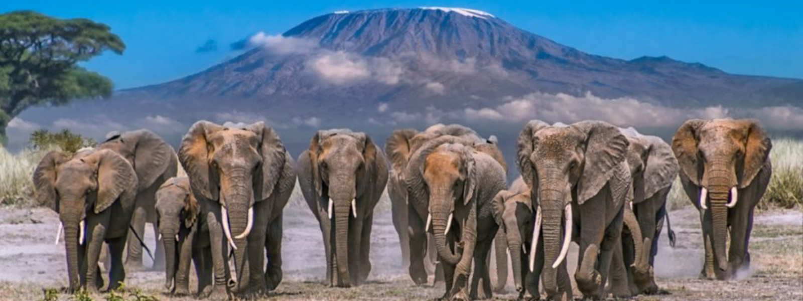 Day Tour in Amboseli National park