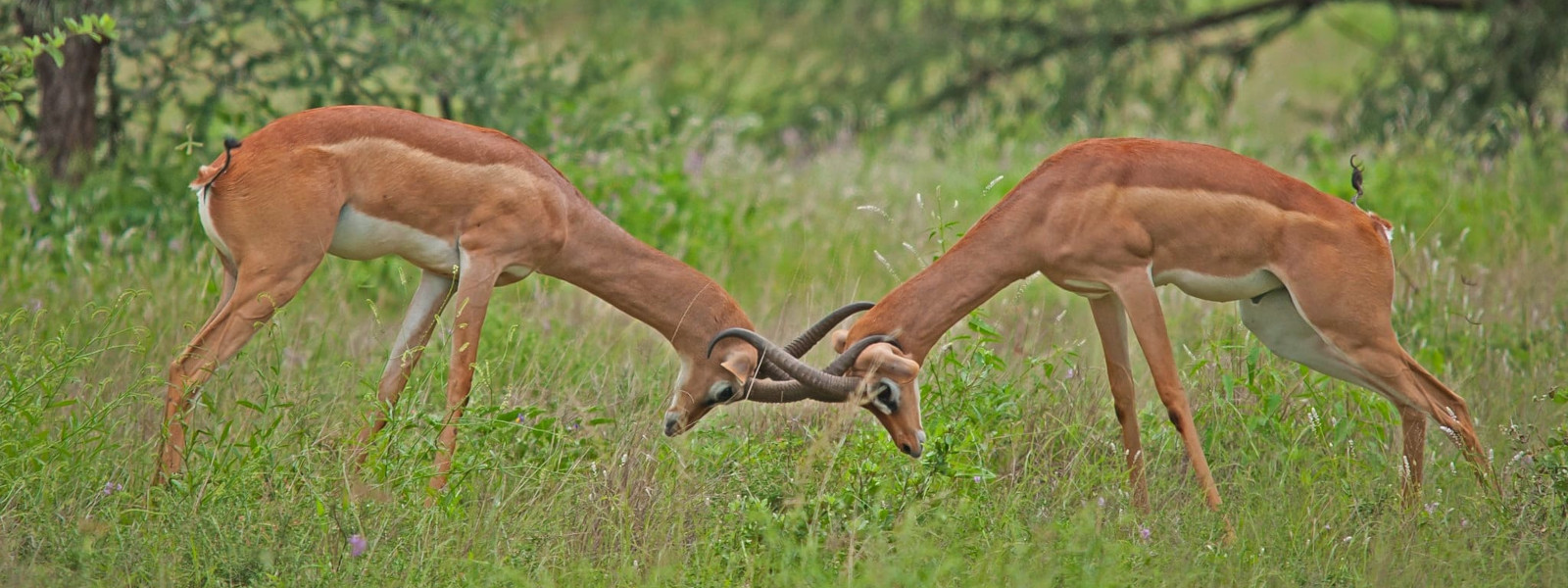 Samburu National Reserve