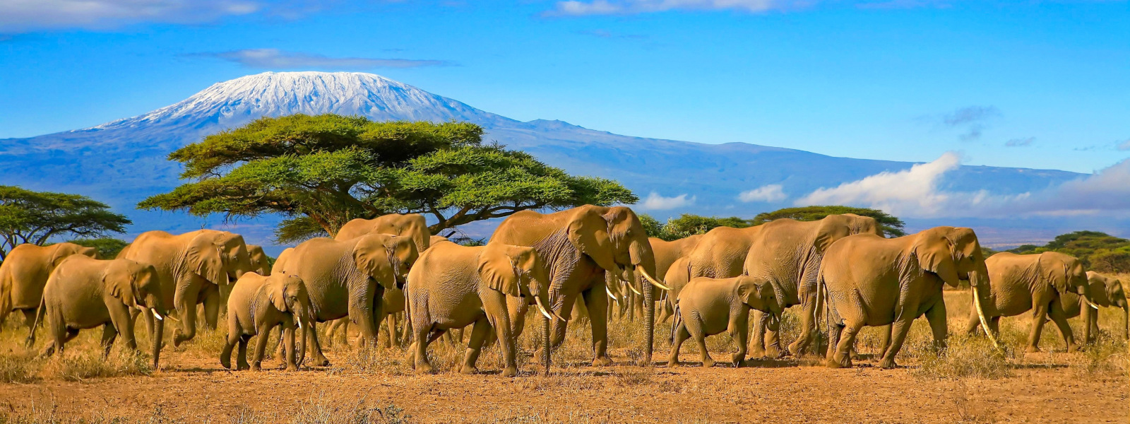 Mount Kilimajaro National Park
