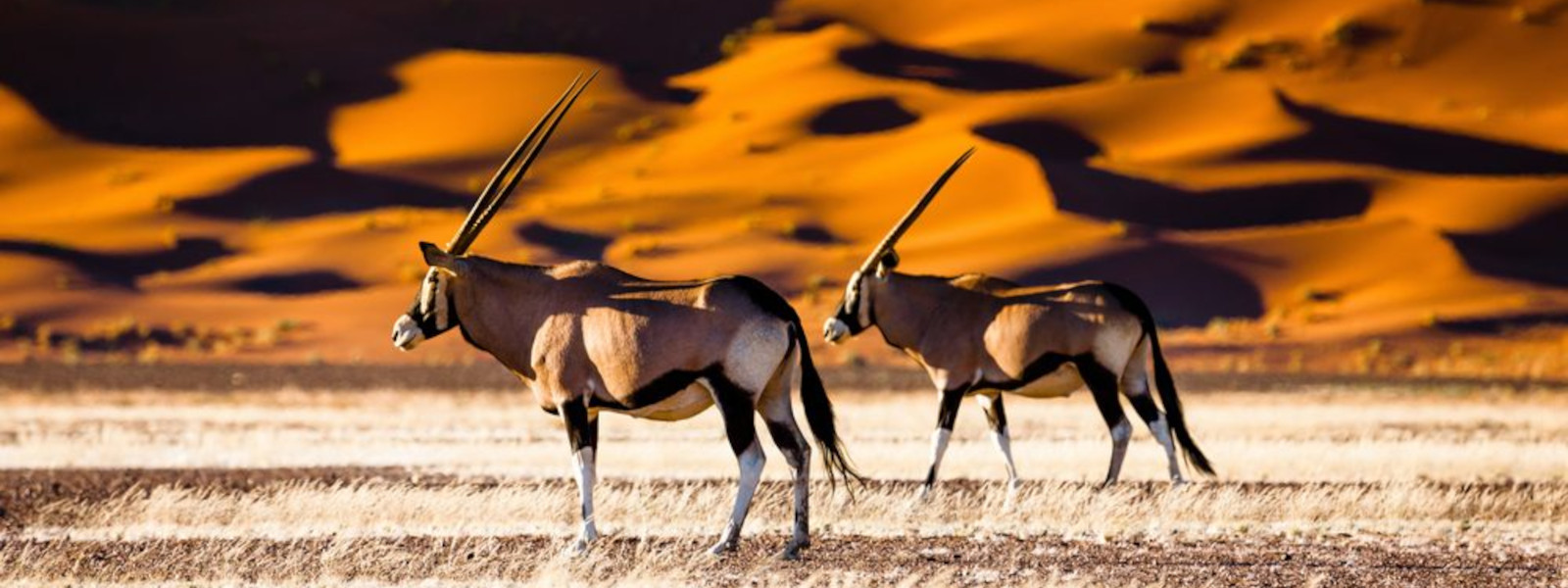 Namib Naukluft National Park