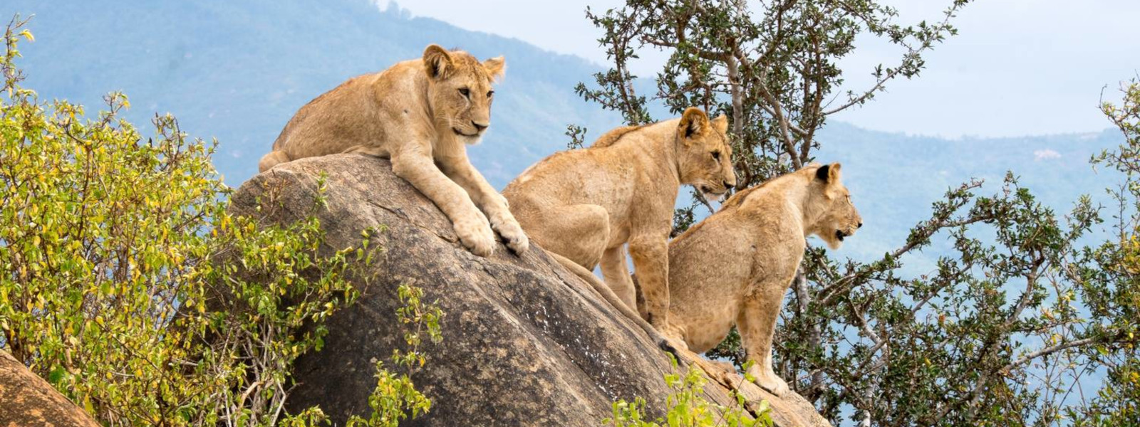 Tsavo East national park