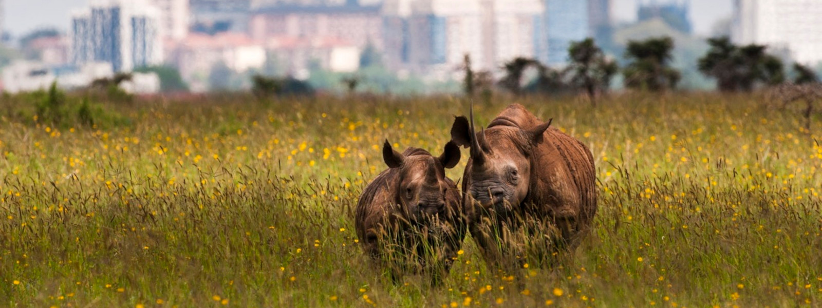 Nairobi National Park