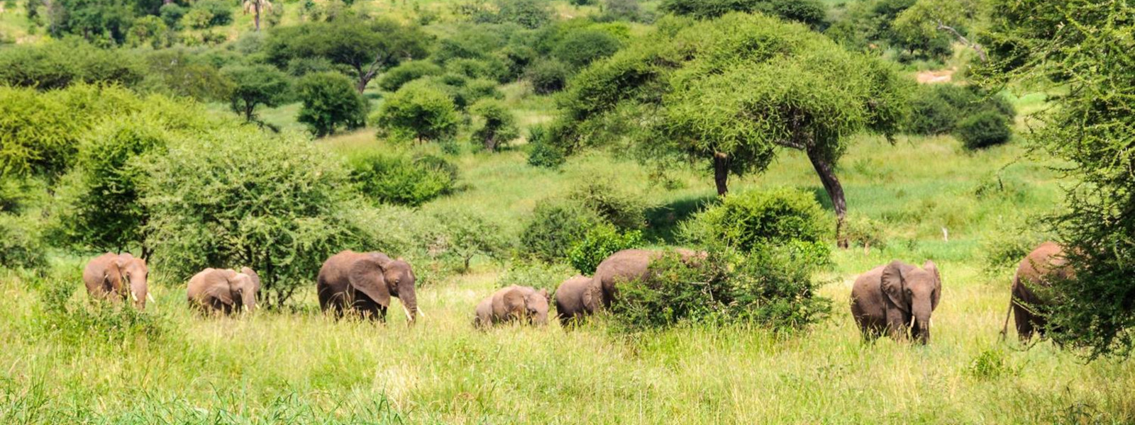 Meru National Park