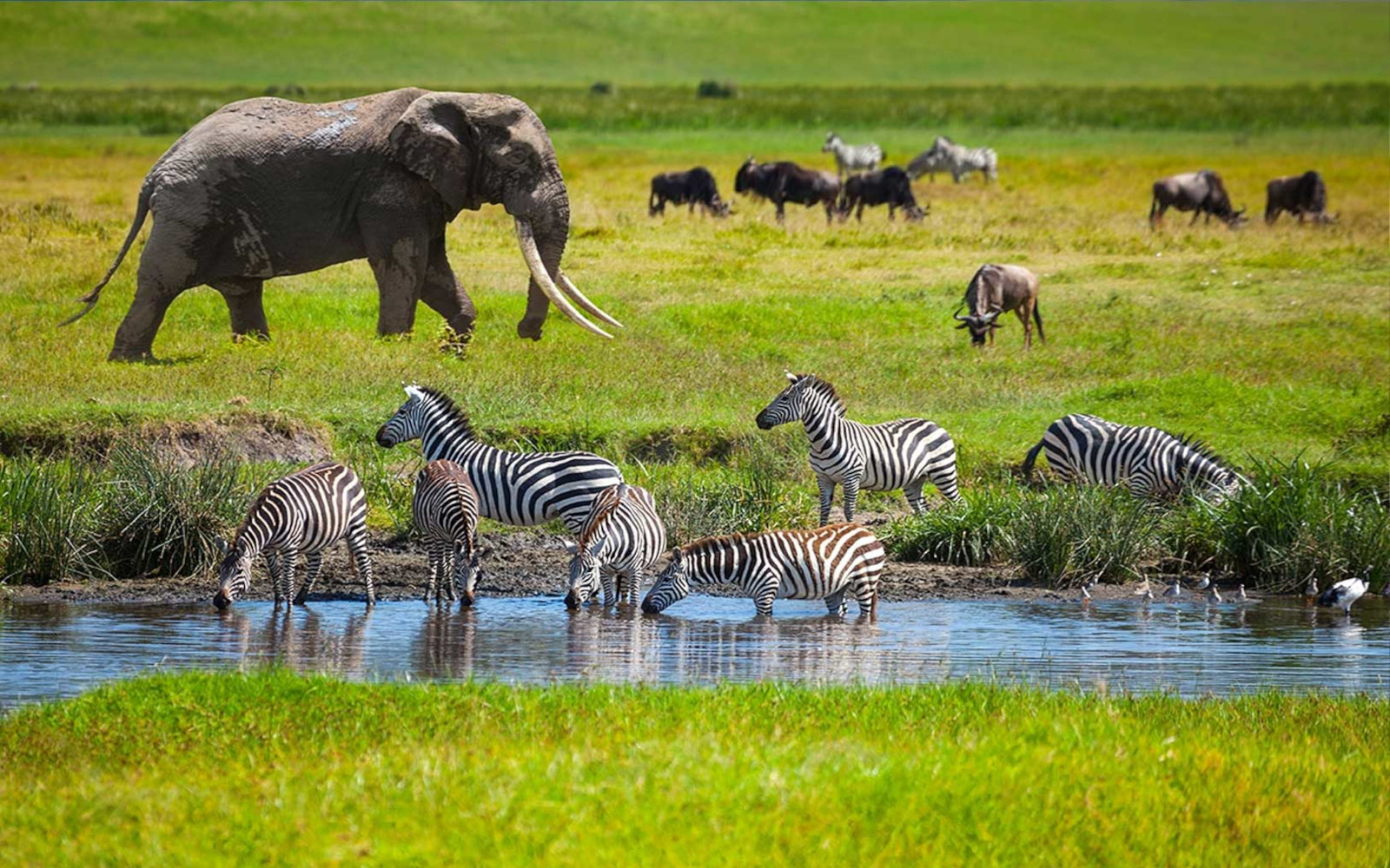 African Big 5 Safaris