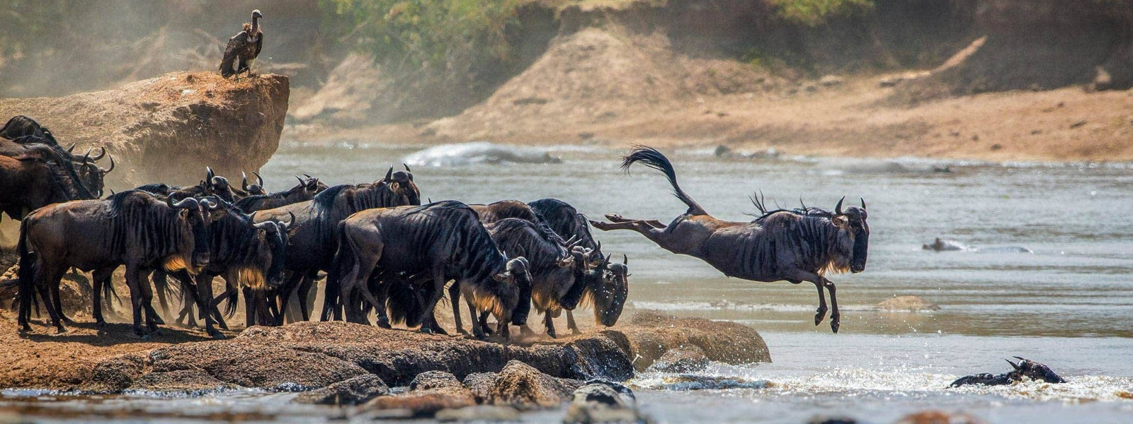 Wildebeest River Crossing Migration