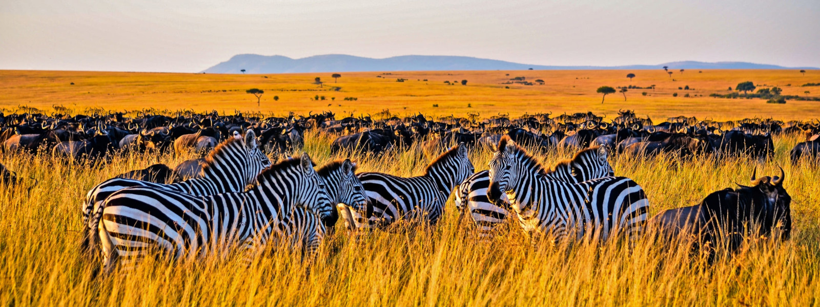 Kenya & Tanzania Safari Combinations - Kim'zebra Adventures & Safaris